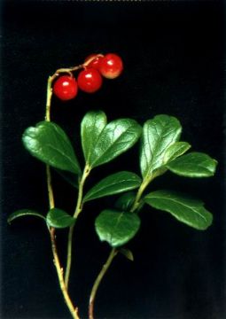 Lingonberry  Extract(Anthocyanidins)